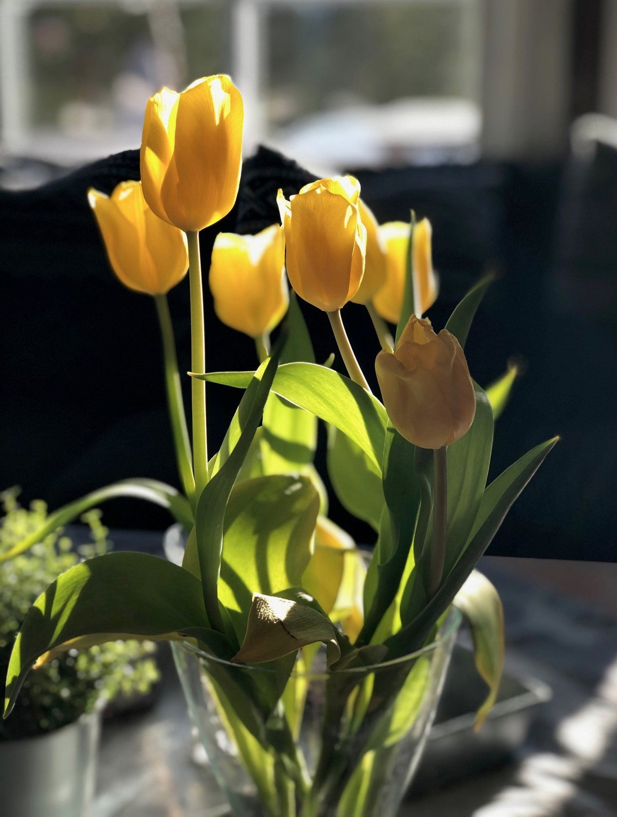 Gule tulipaner